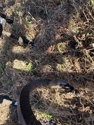 1995 Case IH 5800 Chisel Plow