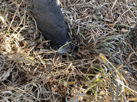 1995 Case IH 5800 Chisel Plow