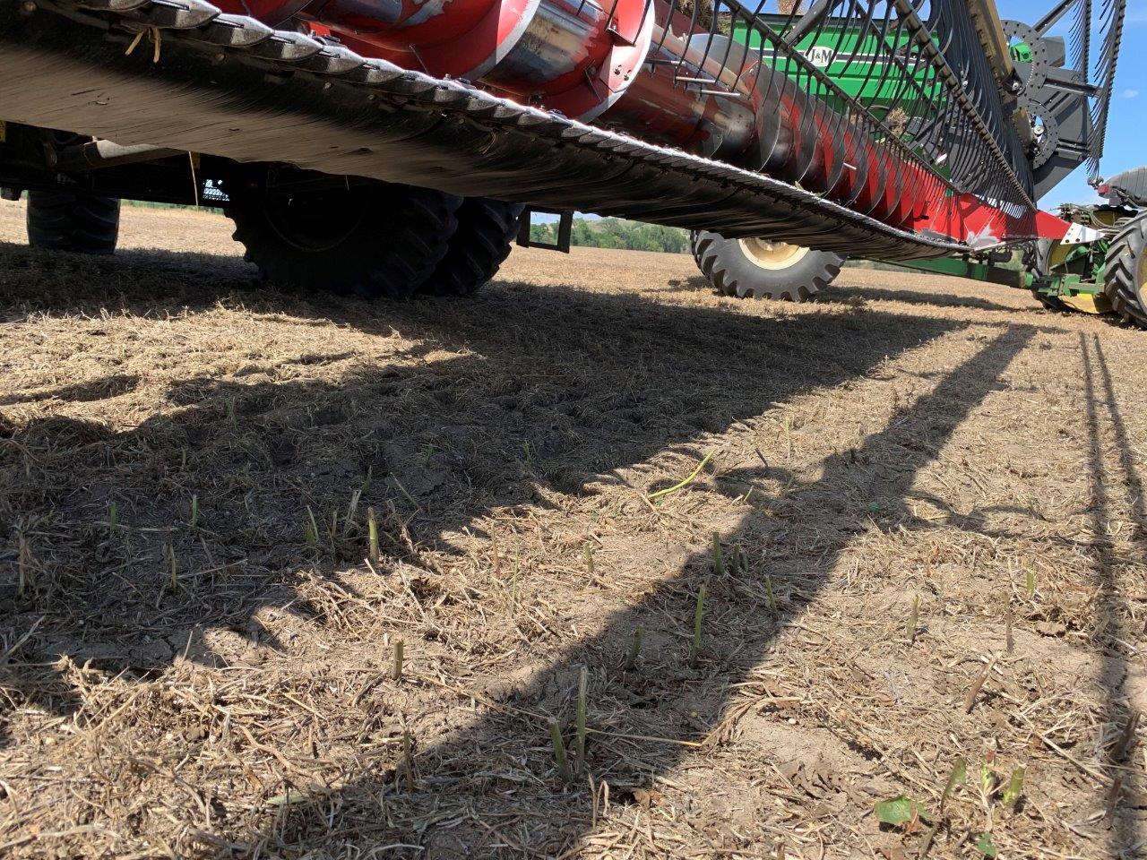 2009 Case IH 2020 Header Flex