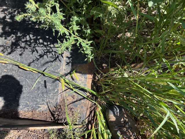 2020 Case IH Maxxum 150 MC T4B Tractor